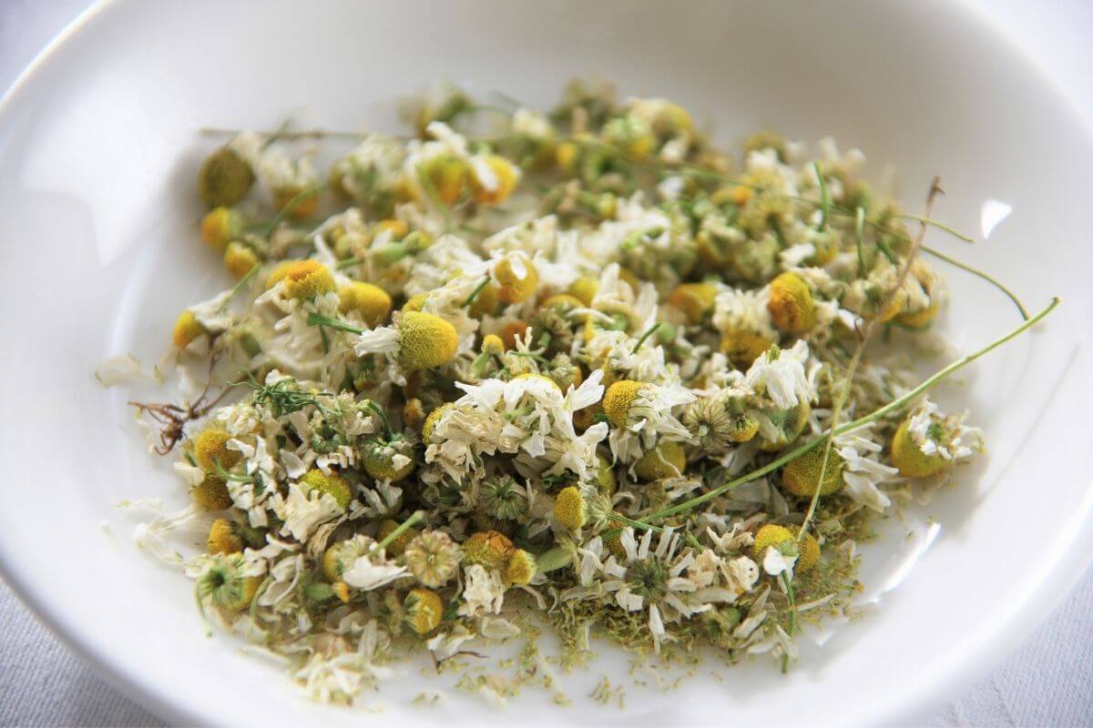 how-to-harvest-chamomile