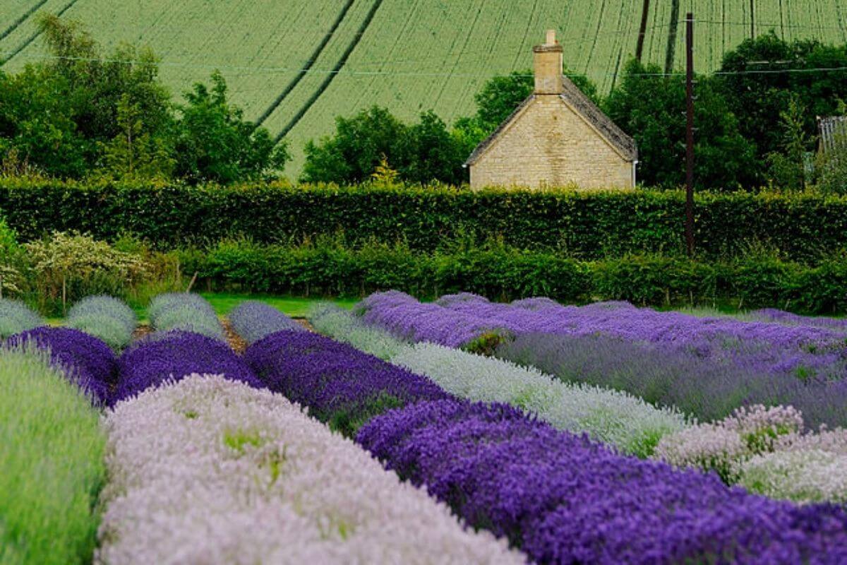 lavender-farm-England