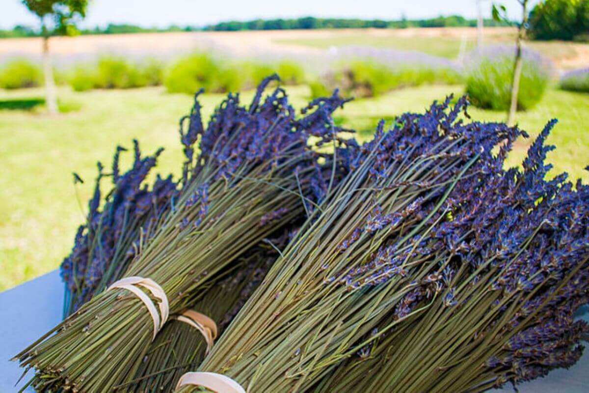fresh-lavender-flowers