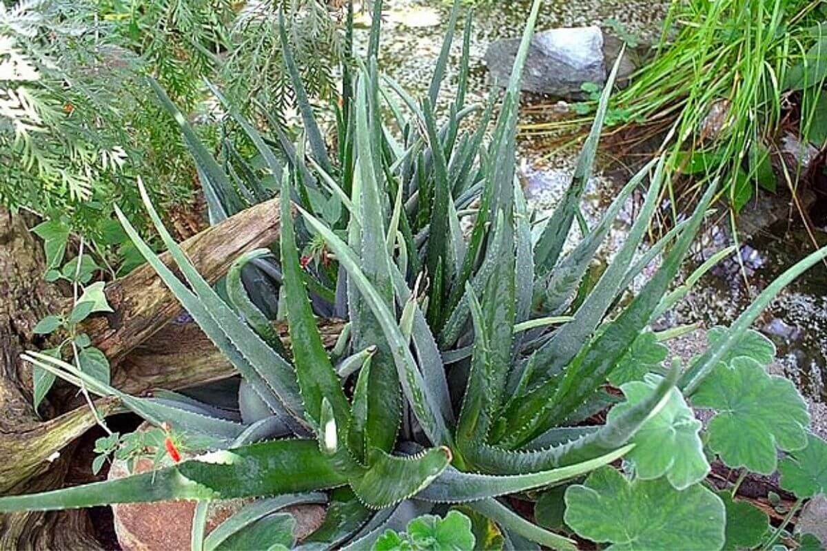 aloe vera plant good for