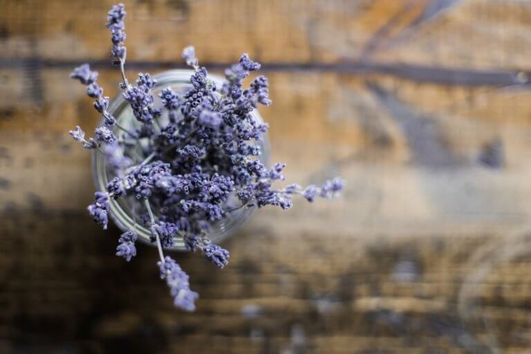 how to make lavender essential oil