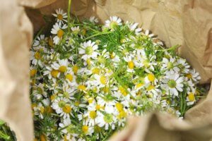 how-to-harvest-chamomile