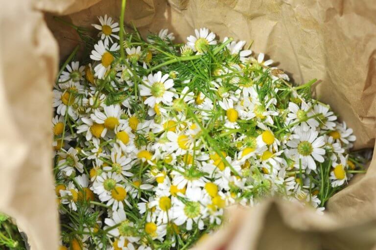 How to harvest chamomile and make tea