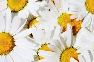 what is chamomile tea good for? A list of benefits