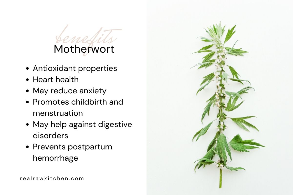 benefits of motherwort