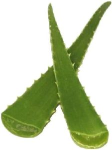 Two Aloe Vera Leaf Cuttings 2 Pounds
