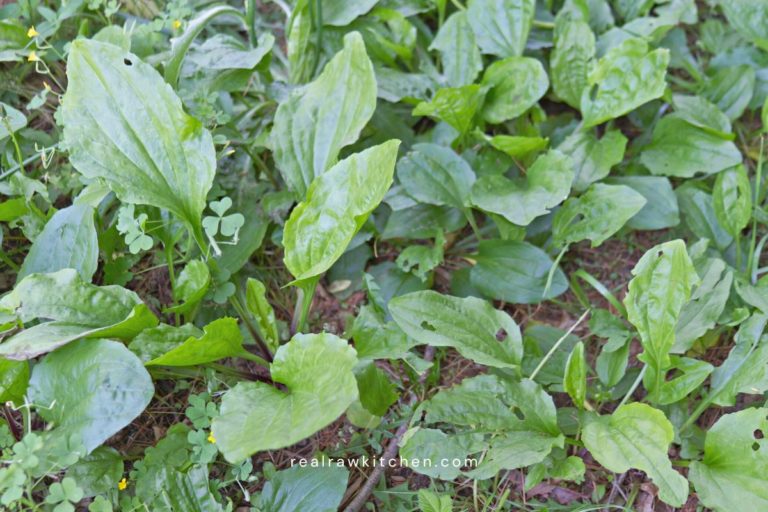 Plantain leaf benefits and uses for women’s health
