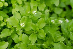 Chickweed benefits uses recipes