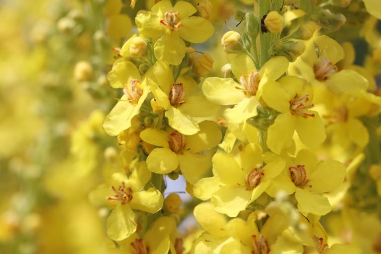 Exploring Mullein Plant Medicinal Uses (And Recipes)