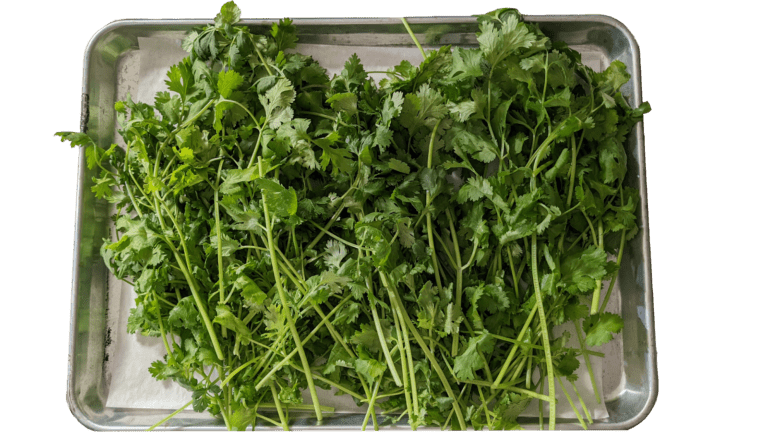 How to Store Cilantro So That It lasts